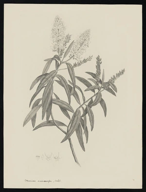 Parkinson, Sydney, 1745-1771: Veronica macrocarpa, Vahl. [Hebe macrocarpa var. macrocarpa (Scrophulariaceae) - Plate 519]