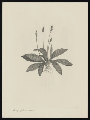 Parkinson, Sydney, 1745-1771: Plantego spathulata, Hook. f. [Plantago raoulii (Plantaginaceae) - Plate 526]