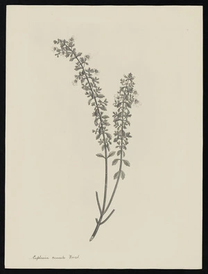 Parkinson, Sydney, 1745-1771: Euphrasia cuneata Forst. [Euphrasia cuneata (Scrophulariaceae) - Plate 522]