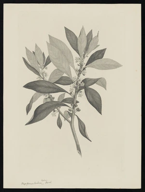 Parkinson, Sydney, 1745-1771: Myoporum laetum, Forst. [Myoporum laetum (Myoporaceae) - Plate 524]