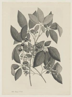 Parkinson, Sydney, 1745-1771: Vitex lucens T. Kirk. [Vitex lucens (Verbenaceae) - Plate 525]