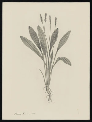 Parkinson, Sydney, 1745-1771: Plantago Raoulii, Deca. [Plantago raoulii (Plantaginaceae) - Plate 527]