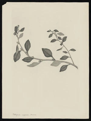 Parkinson, Sydney, 1745-1771: Tetragonia expansa. Murray [Tetragonia tetragonioides (Tetragoniaceae) - Plate 532]