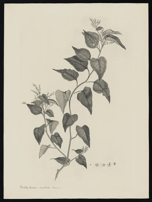 Parkinson, Sydney, 1745-1771: Muhlenbeckia australis Meisn. [Muehlenbeckia australis (Polygonaceae) - Plate 533]