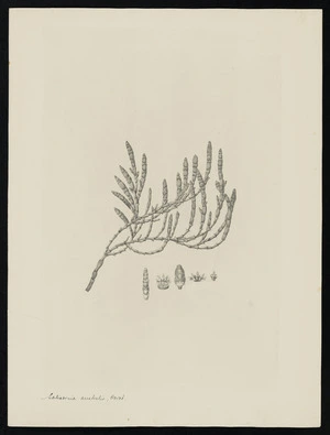 Parkinson, Sydney, 1745-1771: Salicornia australis, Forst. [Sarcocornia quinqueflora (Chenopodiaceae) - Plate 529]