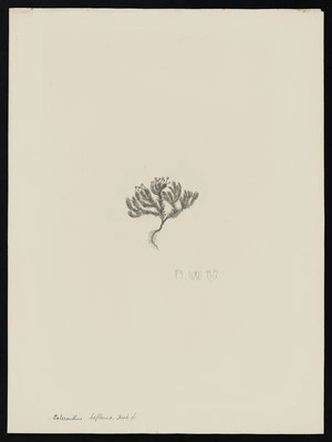 Parkinson, Sydney, 1745-1771: Scleranthus biflorus, Hook. f. [Scleranthus biflorus (Caryophyllaceae) - Plate 528]
