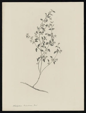 Parkinson, Sydney, 1745-1771: Chenopodium triandrum, Forst. [Chenopodium allanii (Chenopodiaceae) - Plate 530]