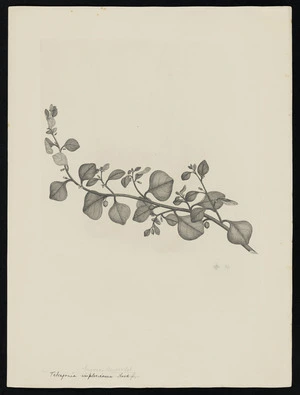 Parkinson, Sydney, 1745-1771: Tetragonia implexicoma Hook. f. trigyna. Banks & Sol [Tetragonia trigyna (Tetragoniaceae) - Plate 531]