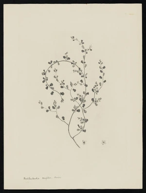 Parkinson, Sydney, 1745-1771: Muhlenbeckia complexa. Meisn. [Muehlenbeckia complexa (Polygonaceae) - Plate 534]