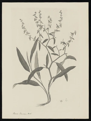 Parkinson, Sydney, 1745-1771: Rumex flexuosus, Forst. [Rumex flexuosus (Polygonaceae) - Plate 535]