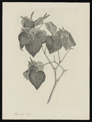 Parkinson, Sydney, 1745-1771: Piper excelum, Forester. [Macropiper excelsum (Piperaceae) - Plate 536]