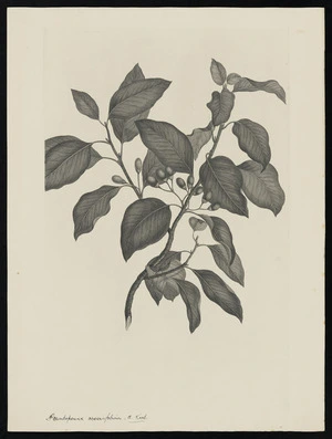 Parkinson, Sydney, 1745-1771: [Pseudopanax crassifolium, C. Koch.][Litsea calicaris (Lauraceae) - Plate 538]