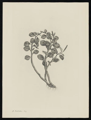 Parkinson, Sydney, 1745-1771: P. Endlicheri. Miq. [Peperomia urvilleana (Piperaceae) - Plate 537]