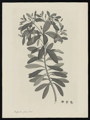 Parkinson, Sydney, 1745-1771: Euphorbia glauca, Forst. [Euphorbia glauca (Euphorbiaceae) - Plate 547]