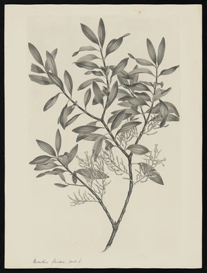 Parkinson, Sydney, 1745-1771: Loranthus flavidus, Hook. f. [Alepis flavida (Loranthaceae) - Plate 545]