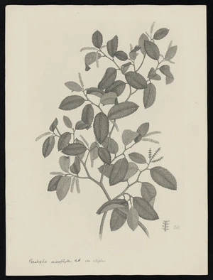 Parkinson, Sydney, 1745-1771: Paratrophis microphylla. Bl. var elliptica. [Streblus heterophyllus var. elliptica (Moraceae) - Plate 548]