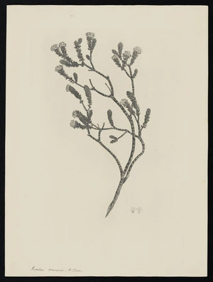 Parkinson, Sydney, 1745-1771: Pimelea arenaria, A. Cunn. [Pimelea arenaria (Thymelaeaceae) - Plate 541]