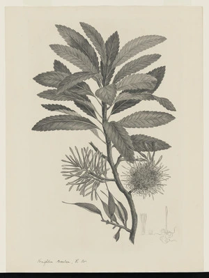Parkinson, Sydney, 1745-1771: Knightia excelsa, R. Br. [Knightia excelsa (Proteaceae) - Plate 540]