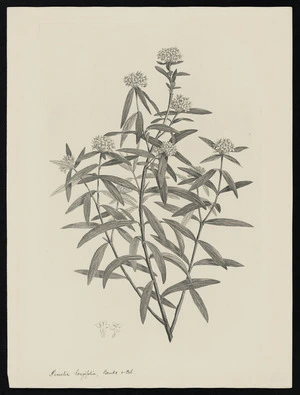 Parkinson, Sydney, 1745-1771: Pimelia longifolia, Banks & Sol. [Pimelea longifolia (Thymelaeaceae) - Plate 543]