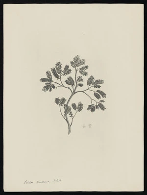 Parkinson, Sydney, 1745-1771: Pimelea Urvilleana, A. Rich. [Pimelea prostrata (Thymelaeaceae) - Plate 542]