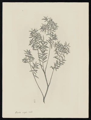 Parkinson, Sydney, 1745-1771: Pimela virgata. Vahl. [Pimelea tomentosa (Thymelaeaceae) - Plate 544]