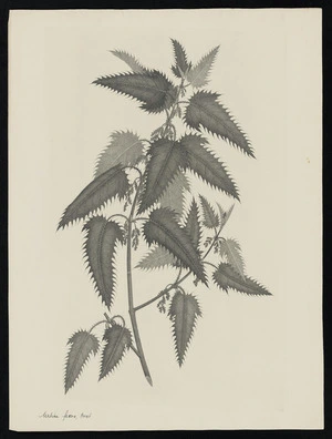 Parkinson, Sydney, 1745-1771: Urtica ferox, Forst. [Urtica ferox (Urticaceae) - Plate 550]