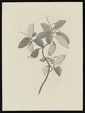 Parkinson, Sydney, 1745-1771: [Untitled][Ascarina lucida (Chloranthaceae) - Plate 549]