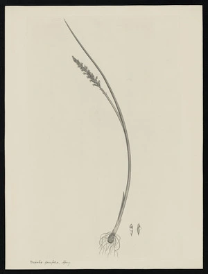 Parkinson, Sydney, 1745-1771: Microtis passifolia, Speng. [Microtis unifolia (Orchidaceae) - Plate 554]