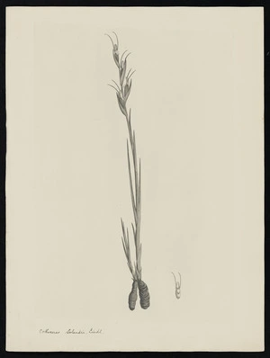 Parkinson, Sydney, 1745-1771: Orthocerus Solandri, Lindl. [Orthoceras strictum (Orchidaceae) - Plate 555]