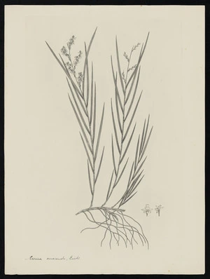 Parkinson, Sydney, 1745-1771: Earina mucronata, Lindl [Earina mucronata (Orchidaceae) - Plate 551]