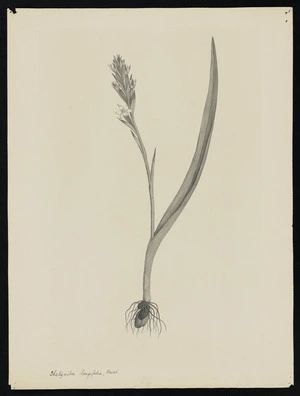 Parkinson, Sydney, 1745-1771: Thelymitra longifolia, Forst. [Thelymitra longifolia (Orchidaceae) - Plate 553]