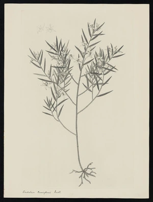 Parkinson, Sydney, 1745-1771: Dendrobium Cunninghamii. Lindl. [Dendrobium cunninghamii (Orchidaceae) - Plate 552]