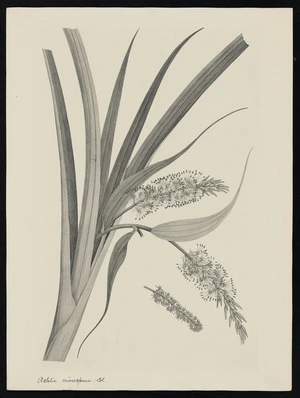 Parkinson, Sydney, 1745-1771: Astelia microsperma. Col. [Collospermum hastatum (Asteliaceae) - Plate 557]