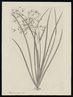 Parkinson, Sydney, 1745-1771: Libertia grandiflora. Sweet. [Libertia grandiflora (Iridaceae) - Plate 556]