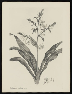 Parkinson, Sydney, 1745-1771: Anthropodium cirrhatum, R. Br. [Anthropodium cirratum (Anthericaceae) - Plate 558]