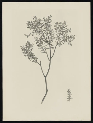 Parkinson, Sydney, 1745-1771: [Untitled][Prumnopitys taxifolia (Podocarpaceae) - Plate 561]