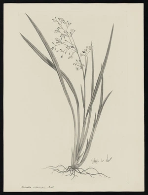 Parkinson, Sydney, 1745-1771: Dianella intermedia, Endl. [Dianella nigra (Phormiaceae) - Plate 559]