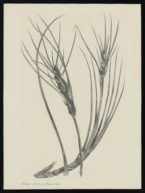 Parkinson, Sydney, 1745-1771: Scirpus frondosus, Banks & Sol. [Desmoschoenus spiralis (Cyperaceae) - Plate 560]