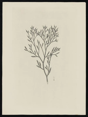 Parkinson, Sydney, 1745-1771: [Untitled][Dacrydium cupressinum (Podocarpaceae) - Plate 562]