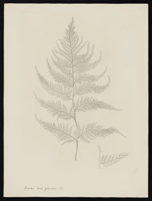 Parkinson, Sydney, 1745-1771: Davallia Novae Zelandiae, Col [Paesia scaberula (Dennstaedtiaceae) - Plate 564]