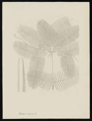 Parkinson, Sydney, 1745-1771: Gleichenia circinata. Sor. [Gleichenia dicarpa (Gleicheniaceae) - Plate 563]
