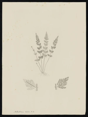 Parkinson, Sydney, 1745-1771: Nothochlaena distans, R Br. [Cheilanthes distans (Sinopteridaceae) - Plate 567]