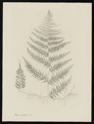 Parkinson, Sydney, 1745-1771: Pteris scaberula, Ser. [Paesia scaberula (Dennstaedtiaceae) - Plate 565]