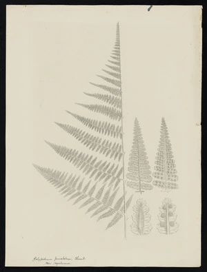 Parkinson, Sydney, 1745-1771: Polypodium punctatum, var regulasum. Thumb. [Hypolepis lactea (Dennstaedtiaceae) - Plate 566]