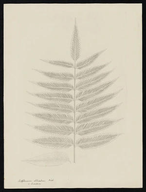 Parkinson, Sydney, 1745-1771: Asplenium obtusatum. First. v lucidum [Asplenium oblongifolium (Aspleniaceae) - Plate 572]