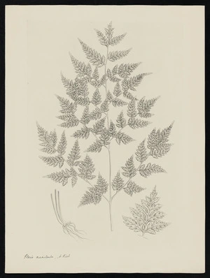Parkinson, Sydney, 1745-1771: Pteris macilenta, A. Rich. [Pteris macilenta (Pteridaceae) - Plate 570]