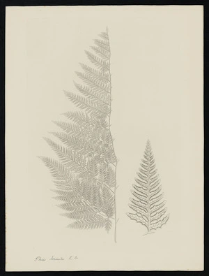 Parkinson, Sydney, 1745-1771: Pteris tremula R. Br. [Pteris tremula (Pteridaceae) - Plate 569]