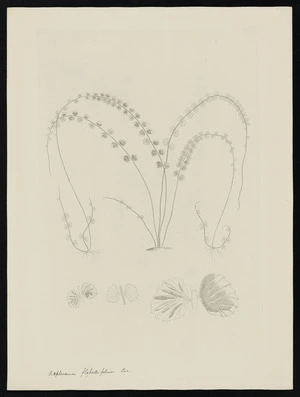 Parkinson, Sydney, 1745-1771: Asplenium flahellifolium Car. [Asplenium flabellifolium (Aspleniaceae) - Plate 571]