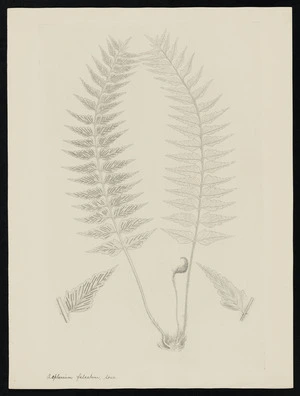 Parkinson, Sydney, 1745-1771: Asplenium falcatum, Sour. [Asplenium polyodon (Aspleniaceae) - Plate 573]