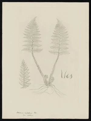 Parkinson, Sydney, 1745-1771: Aspidium aculeatum var. vestitum. Sev. [Polystichum richardii (Dryopteridaceae) - Plate 576]